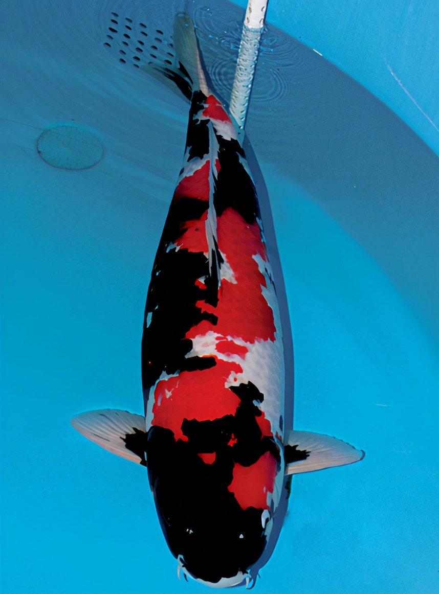 锦鲤的十三个大类名字叫什么,锦鲤十三鳞