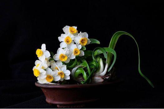 看过才明白为什么牡丹是国花,为什么有人说中国国花是牡丹