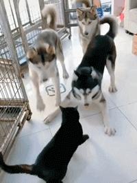 狗到底有多聪明,狗到底有多可爱