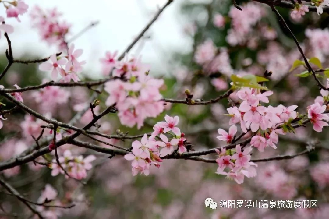 春暖花开健康温泉,春暖花开博罗