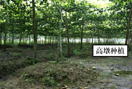 百香果褐腐病药,百香果的软腐病防治