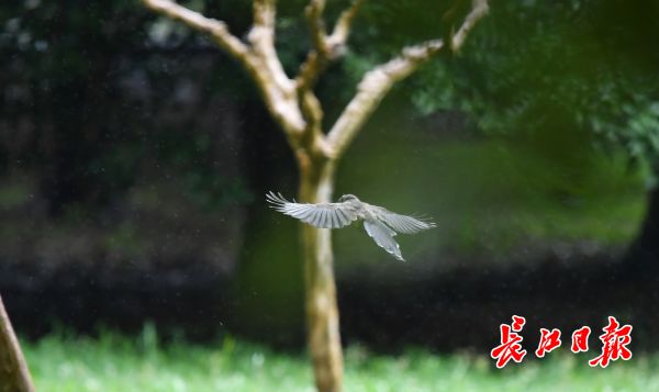 为何入伏武汉天气这么凉快,武汉降雨会凉快吗冬天冷吗