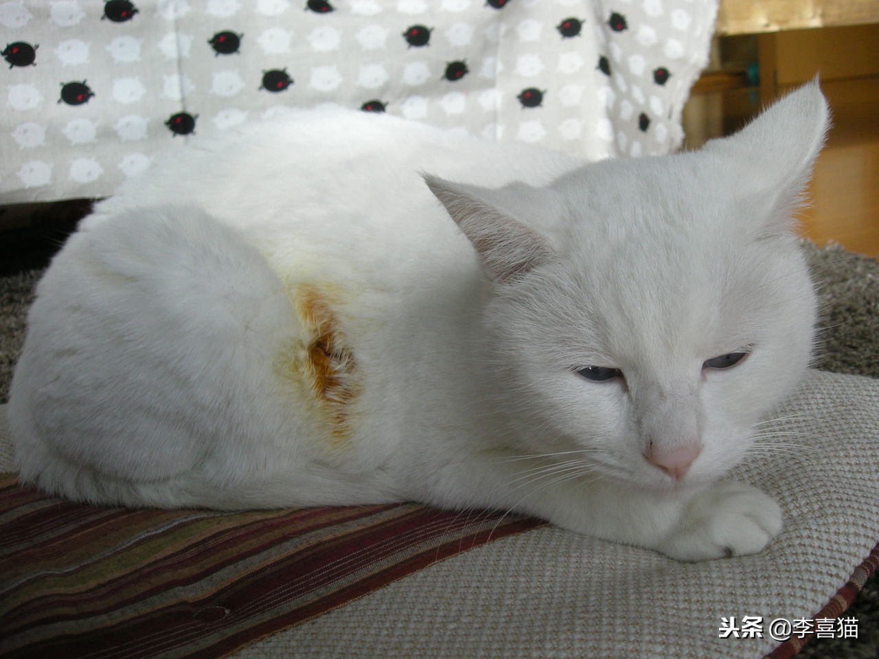 冬天到了铲屎官应注意些什么,铲屎官春季注意事项