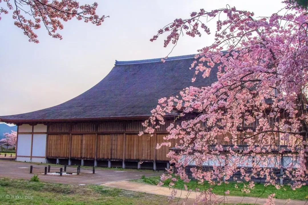 为英伦女神而生，20万日元一把的“樱和伞”，发售一小时就被抢光