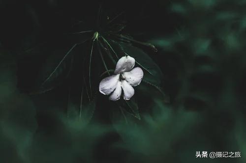 无版权无水印风景视频素材app,无版权免费10秒片头视频素材清新