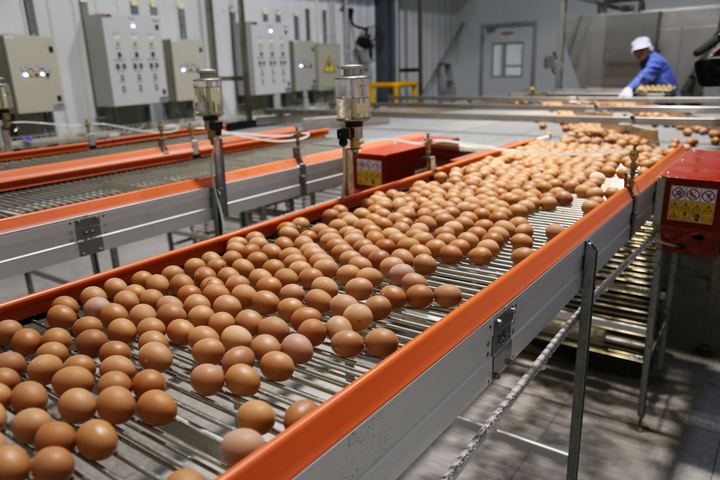 鸡蛋的颜色有哪几种,各种颜色鸡蛋对照表