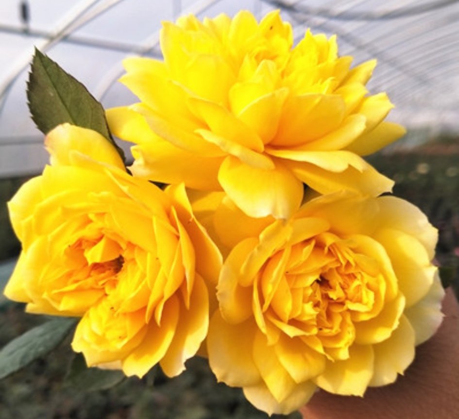 100种月季经典品种,100种经典月季品种