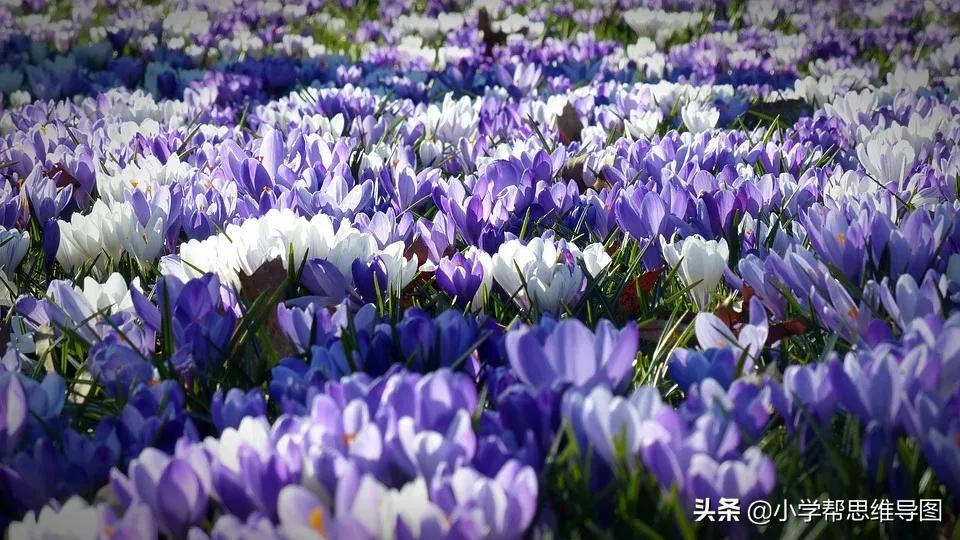 优秀范文：诚信是一种美德（1-6年级）