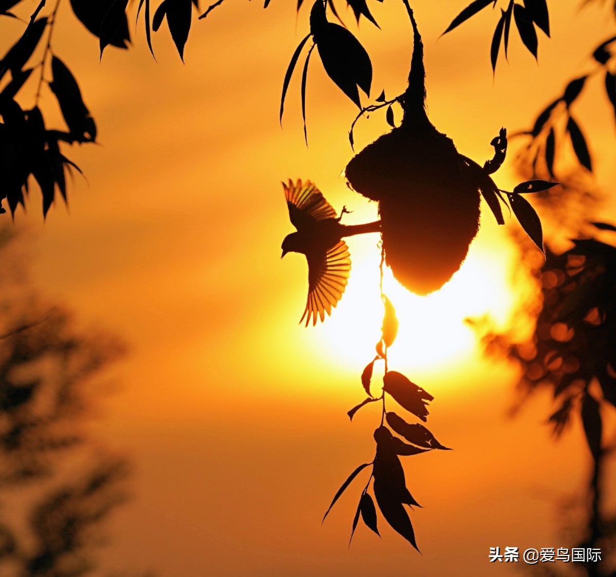 观鸟大年作品集,观鸟大年完整版