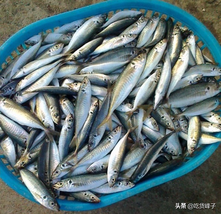 春节前卖什么鱼最好养殖,人工养殖鱼哪种最安全