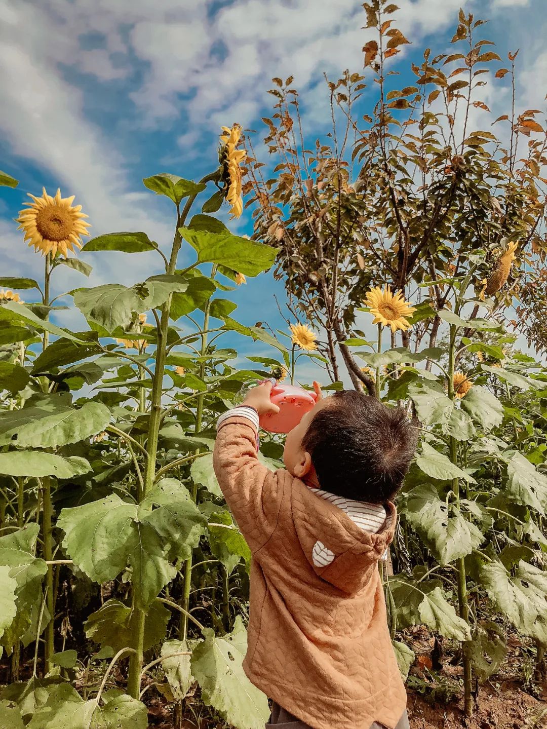 抓住春天的尾巴鸟语花香,抓住花海的尾巴