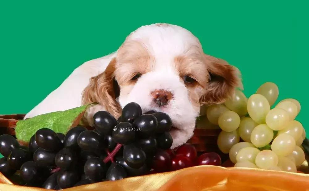 狗狗吃香蕉有什么好处,一个多月的狗狗可以吃香蕉吗