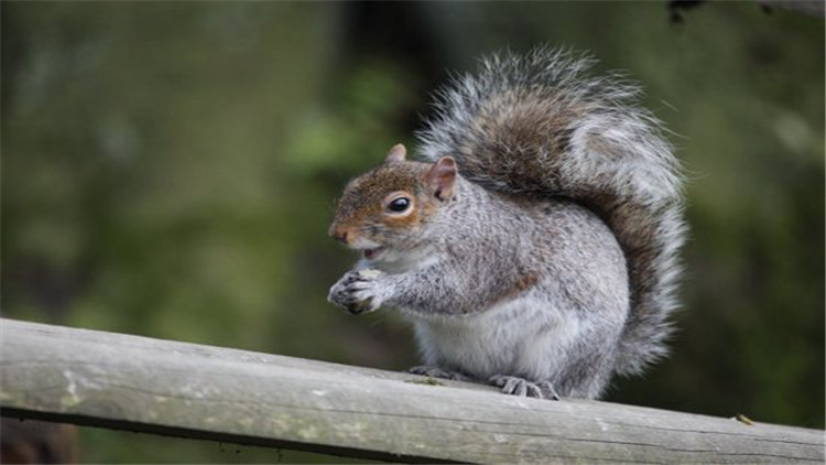 松鼠什么季节脱毛最好,松鼠脱毛
