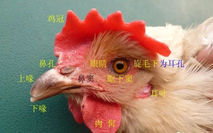 家禽常见疾病及检测方法书籍,家禽养殖疾病诊断