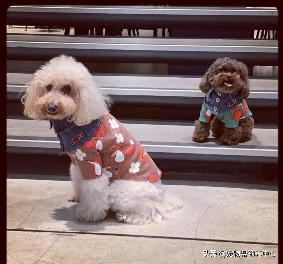 狗狗牙被撞掉吃什么药,狗狗牙被撞松怎么办