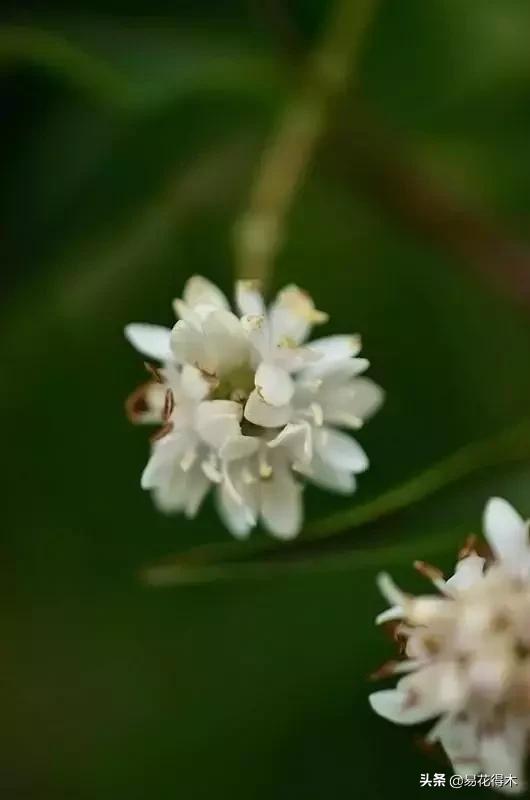 珍稀又漂亮的国家级保护植物,国家重点保护野生植物女神之花