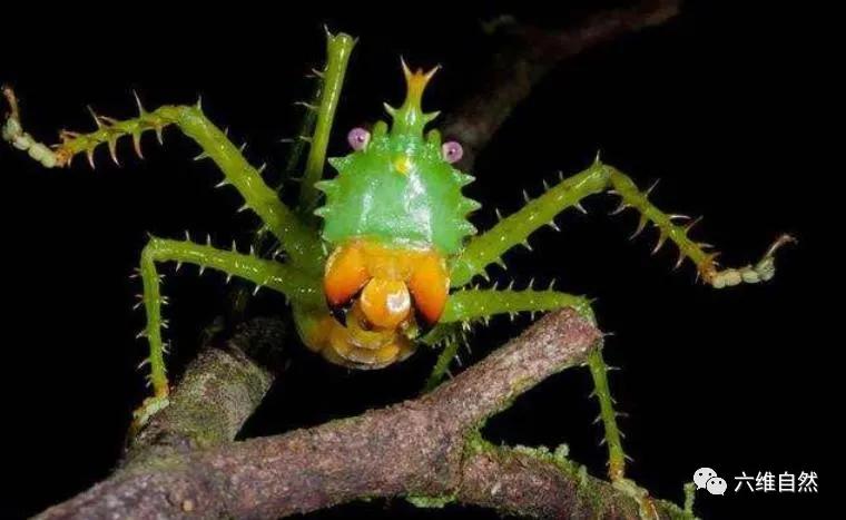 世界上有什么凶猛的昆虫,世界上最可怕最凶猛的昆虫