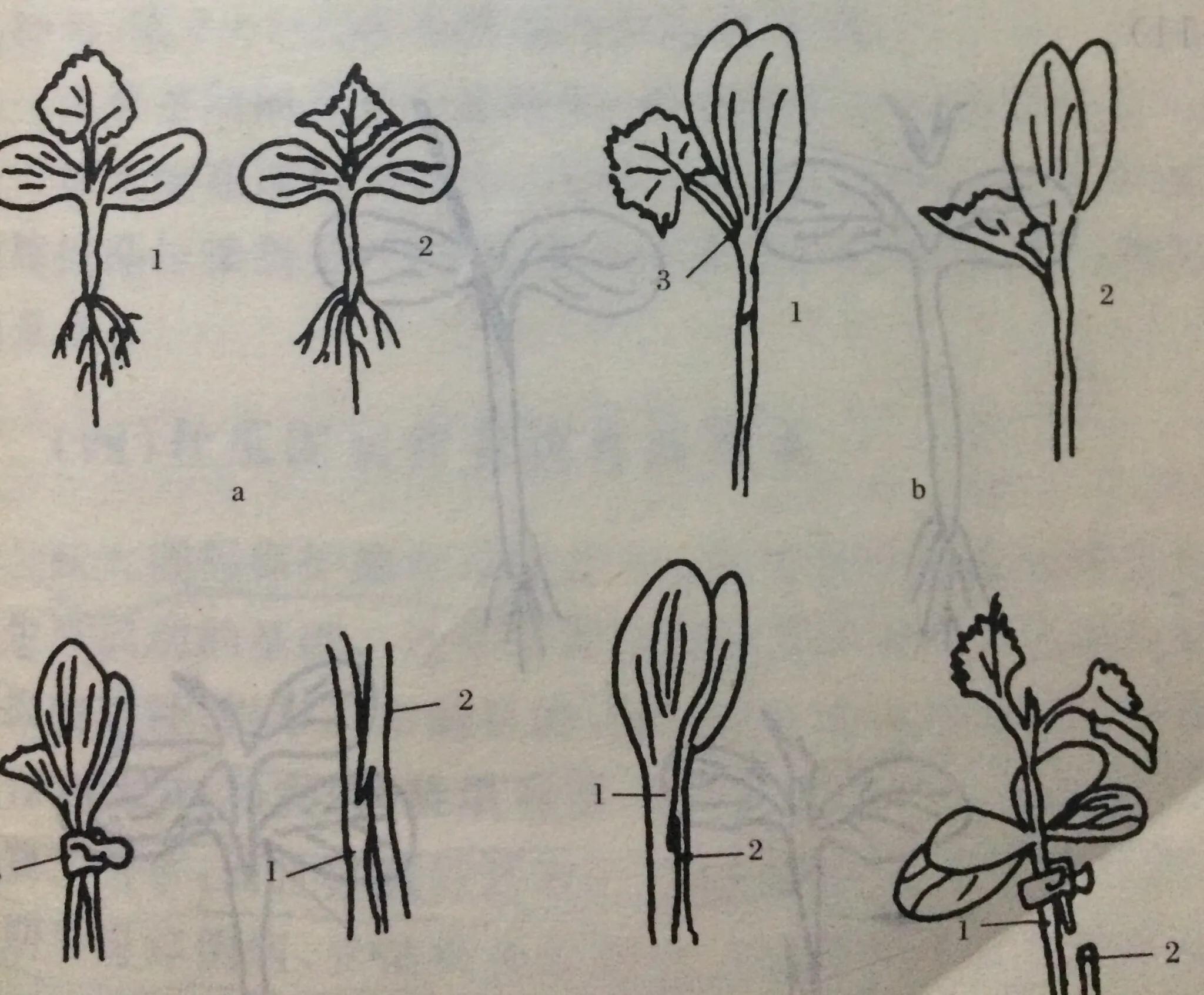 丝瓜苗嫁接方法和视频,丝瓜苗嫁接方法