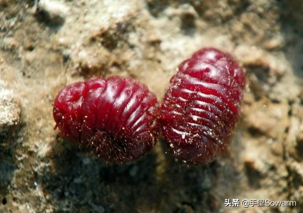 梵高和蒙娜丽莎的故事,梵高拿破仑