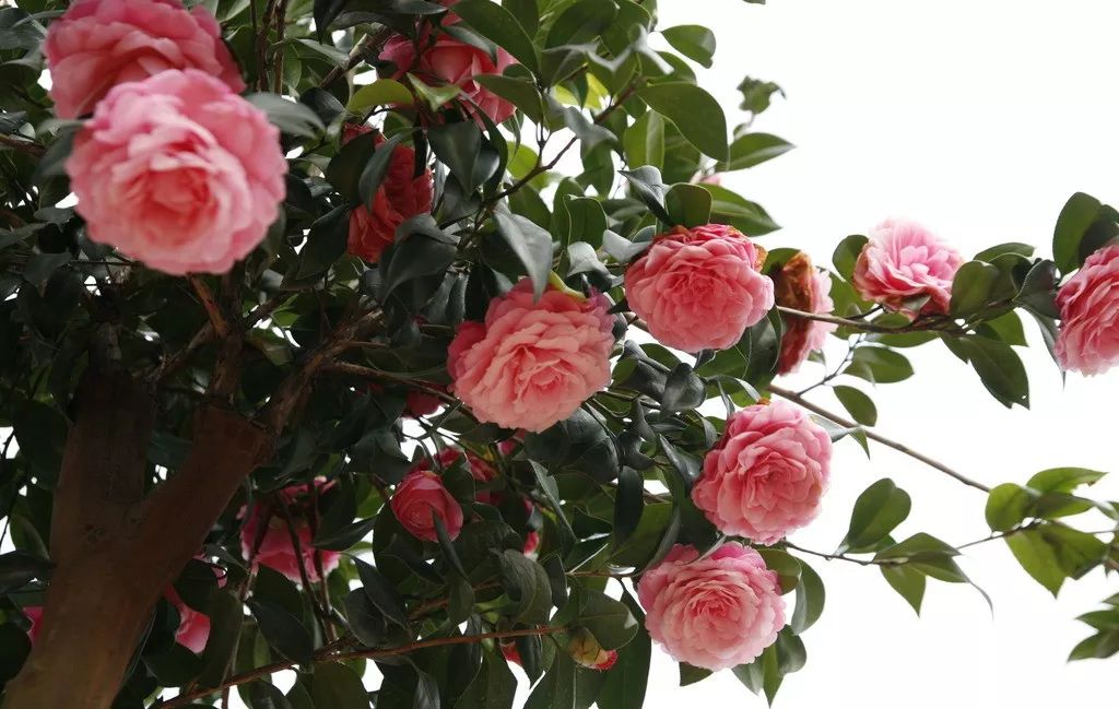 懒人山茶花,山茶花日常