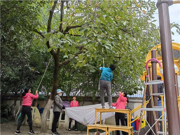 合肥市宿州路幼儿园:十月丰收秋味浓,香甜脆柿采摘忙