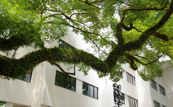 广州沙面欧洲小镇,广州沙面值得去吗