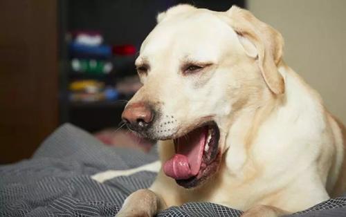 狗狗打喷嚏流鼻涕咳嗽是什么原因,狗狗打喷嚏感冒吃什么药