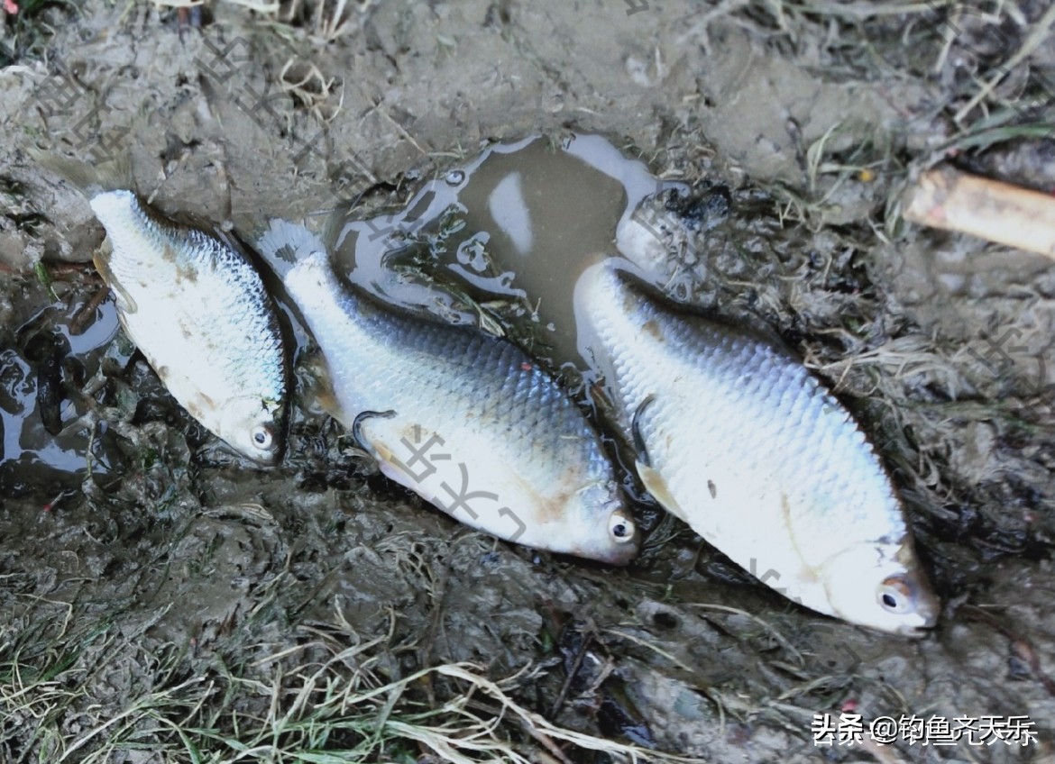 鳑鲏攻击性强不强,鳑鲏鱼攻击性强为什么老互相打架