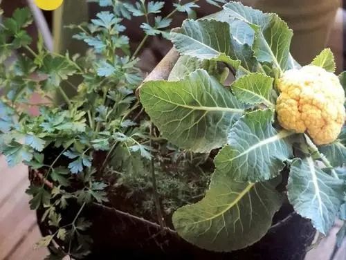 适合阳台盆栽的蔬菜混种搭档，通通收集在此