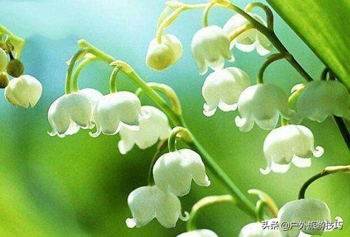 实用野外植物手册推荐,野外有毒植物盘点