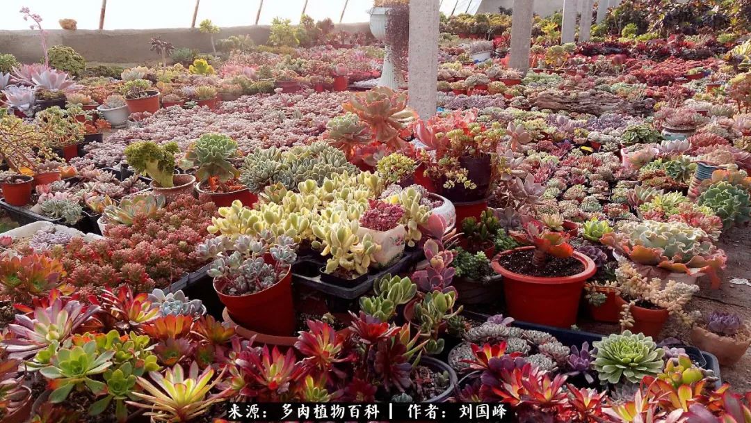 七百元打造的多肉王国，你还缺什么？