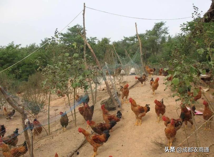 一只鸡一年能挣多少钱,一只鸡一年下蛋能赚多少钱