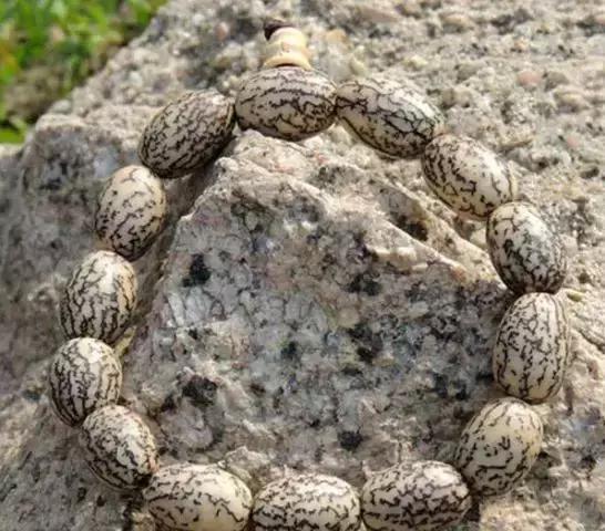 所有菩提手串大展示,菩提手串大全视频