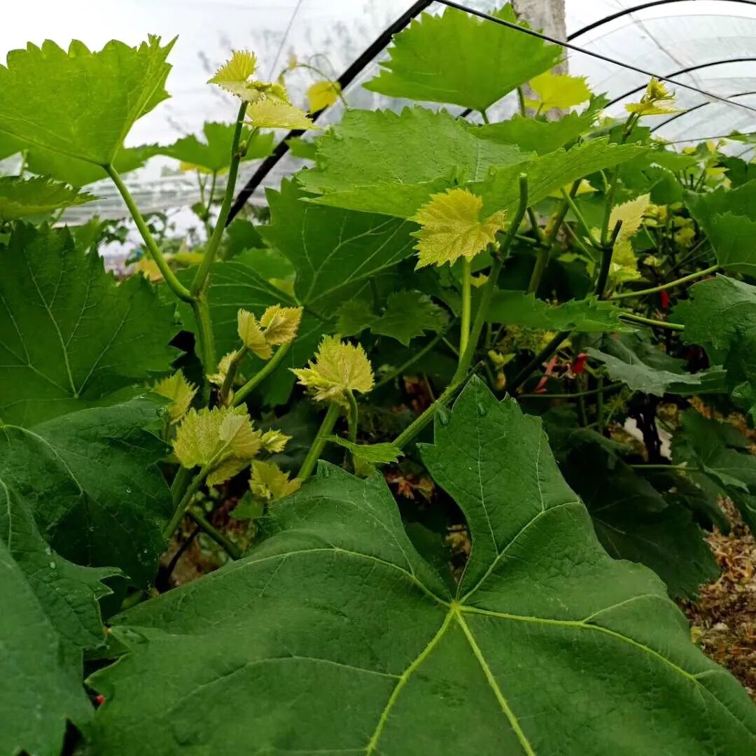 鍙ょ敯鐮斿鏃ヨ缁撳熬,鍙ょ敯鐮斿鏃ヨ