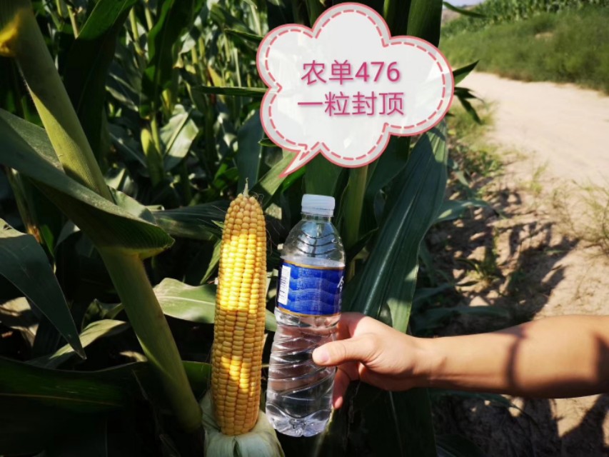 农大683玉米高产抗倒伏,农单113种子抗倒伏