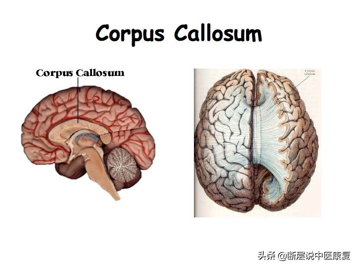 中枢神经系统断层解剖讲解,中枢神经3d解剖动画