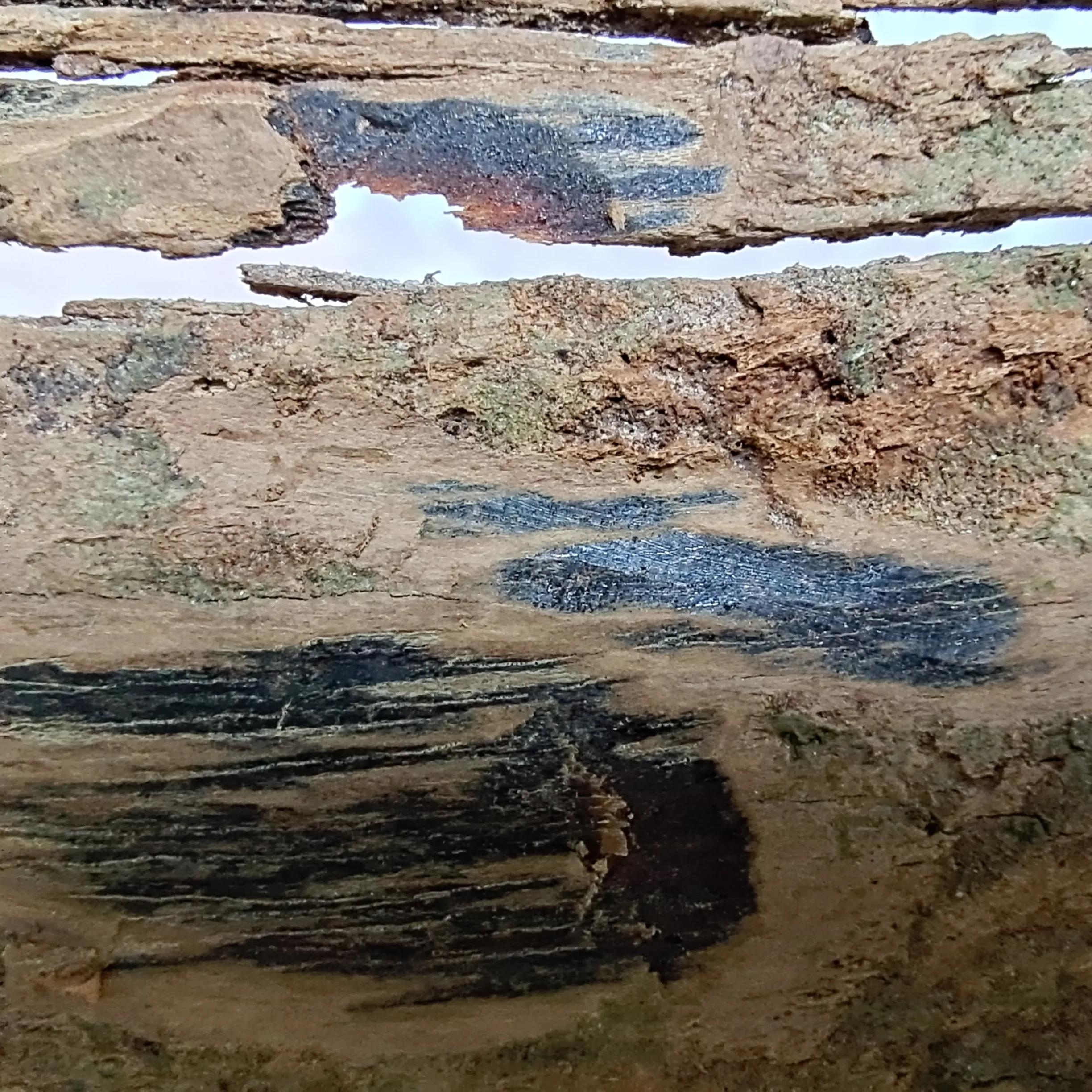 惠安富森红土沉香,富森红土香价格