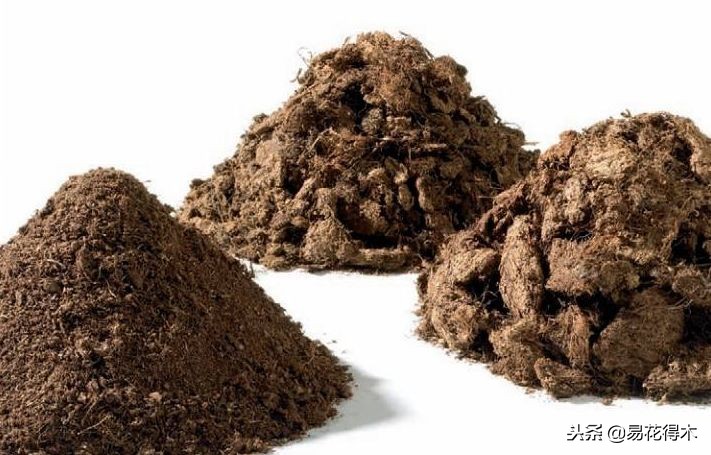 生桩的种植方法和技巧,生桩用什么土栽种最好