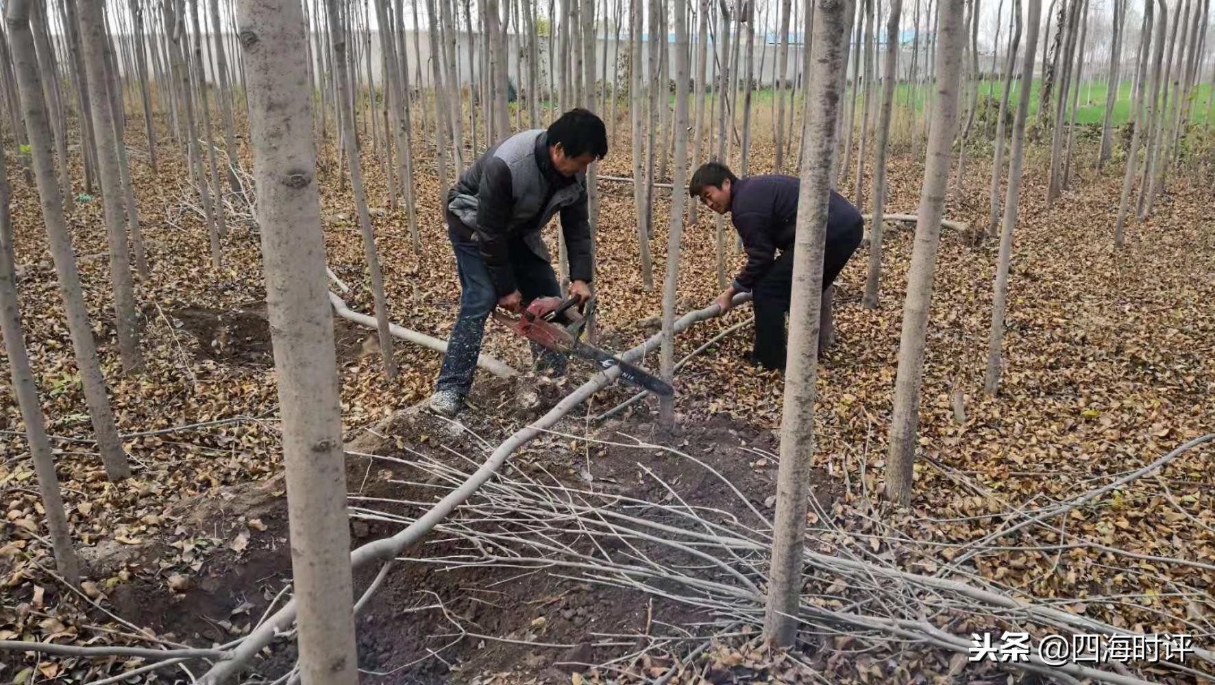 开封速生白蜡树苗多少钱一棵,速生白蜡树十公分什么价格