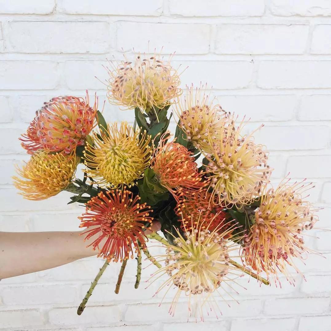 可以在室内燃放的烟花爆竹,植物烟花可以放室内吗