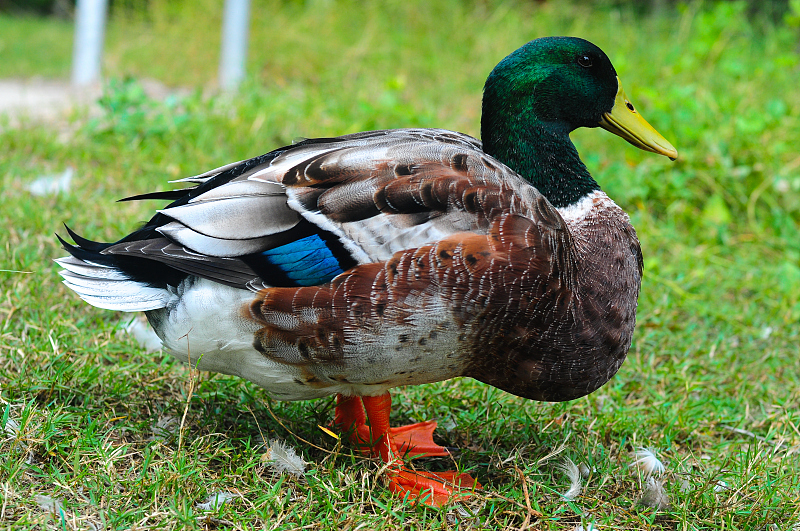 鸭瘫痪喂什么药呢,鸭瘫痪的症状是什么