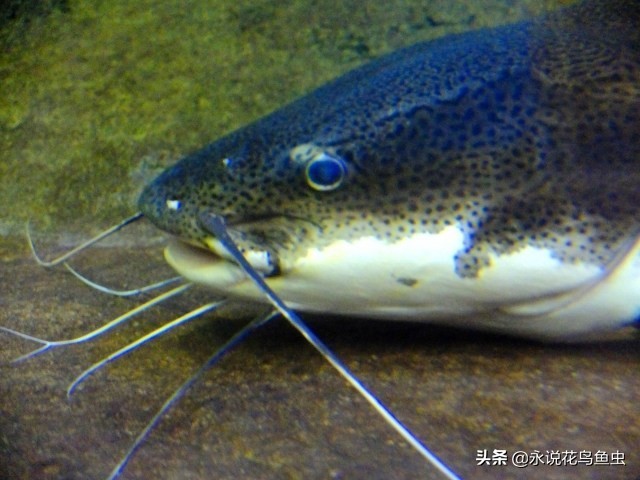 招财猫饲养方法和注意事项,红尾招财猫如何繁殖