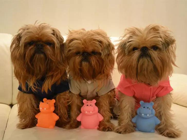 世界上最小最可爱的狗,世界上最可爱最小的狗