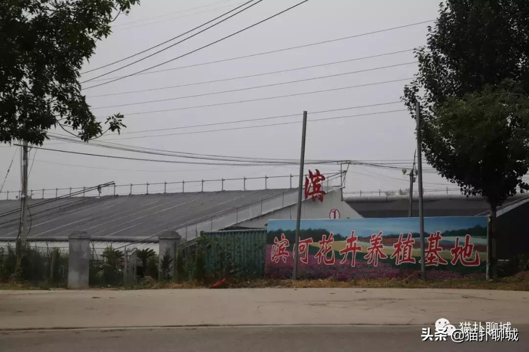 聊城北环花卉市场批发玫瑰鲜花吗,聊城最大的花卉市场