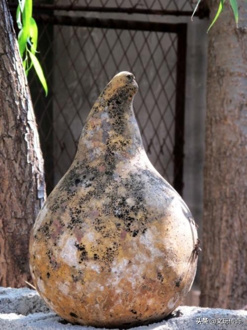 葫芦怎么晒成葫芦干不发霉,文玩葫芦保养与盘玩