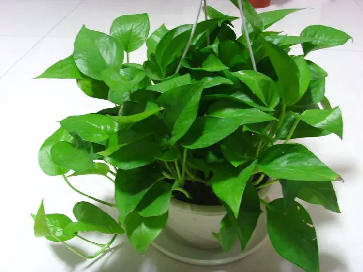 绿萝养殖营养液,绿萝的养殖方法和注意事项大全