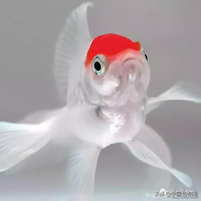 鹤顶红金鱼多久能长大,金鱼品种介绍之鹤顶红