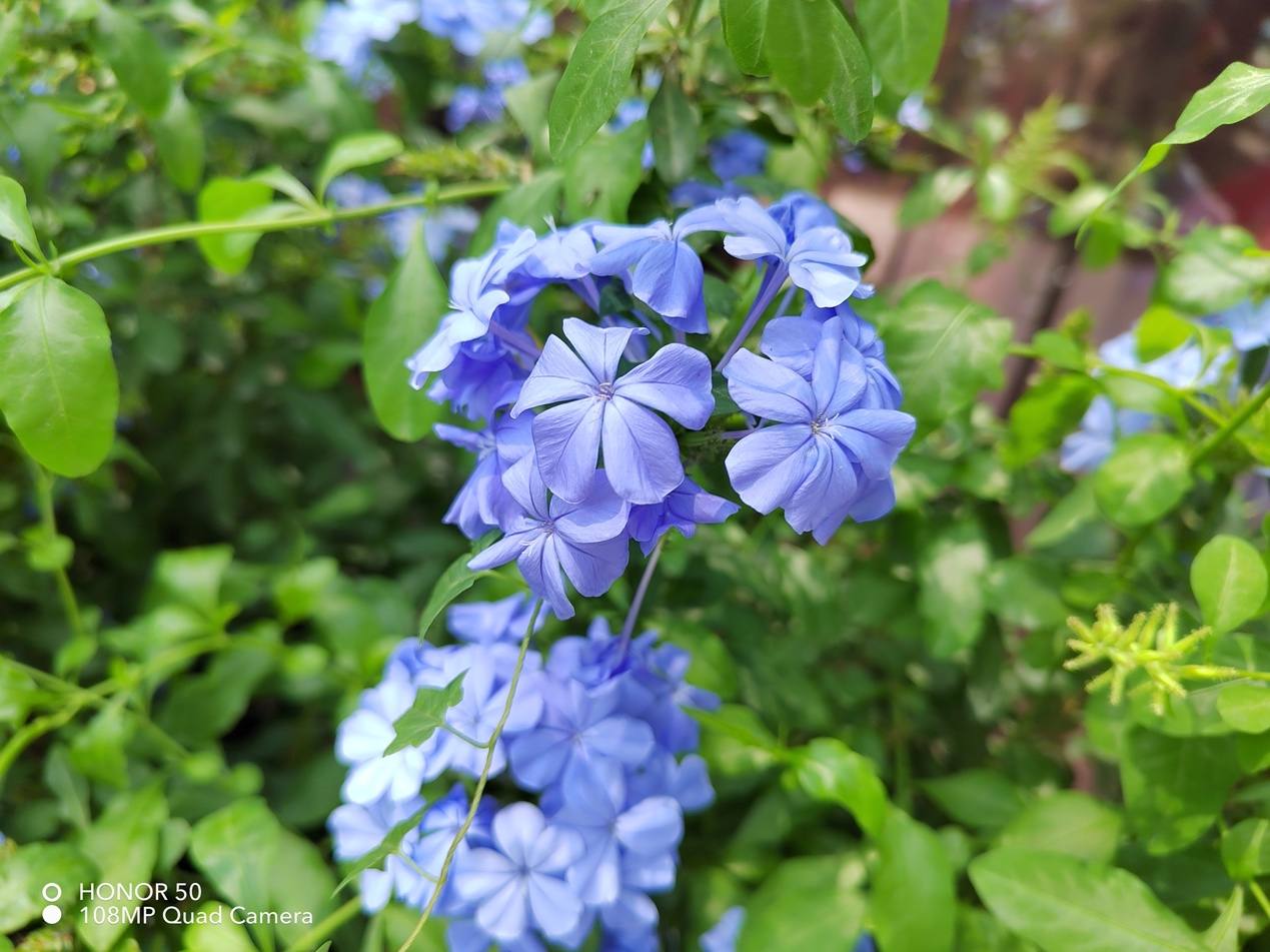 荣耀50详细评测视频,荣耀50真实测评