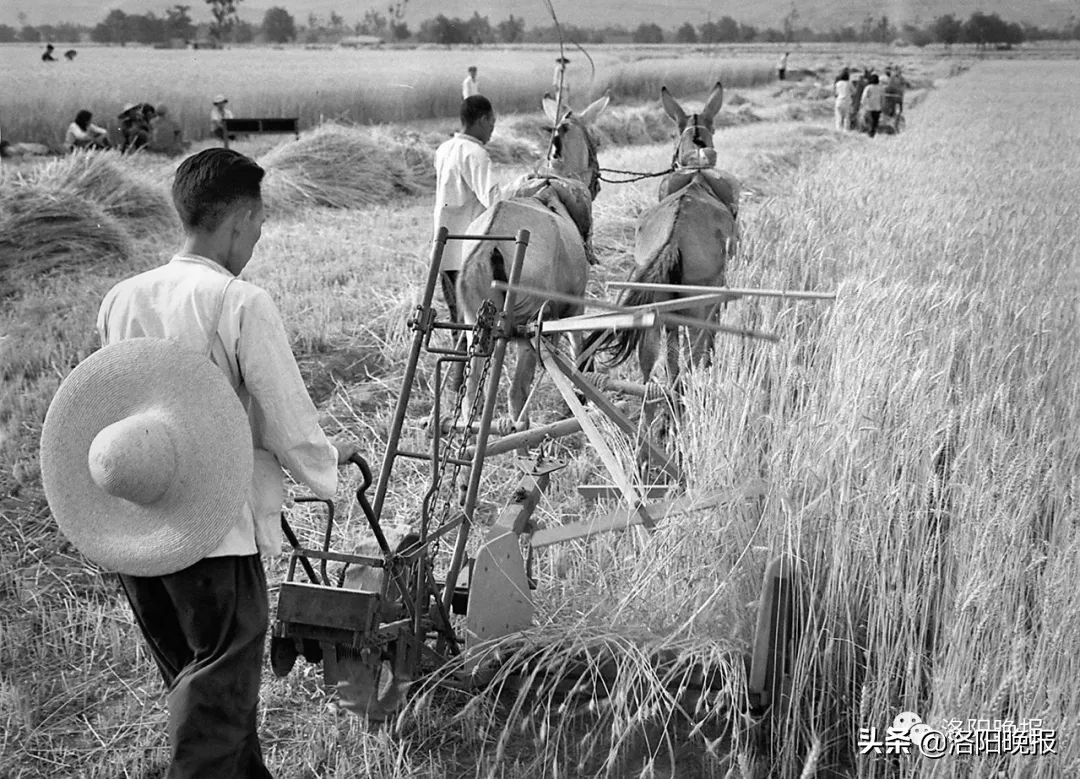 一分钟看河南洛阳,一日看遍洛阳