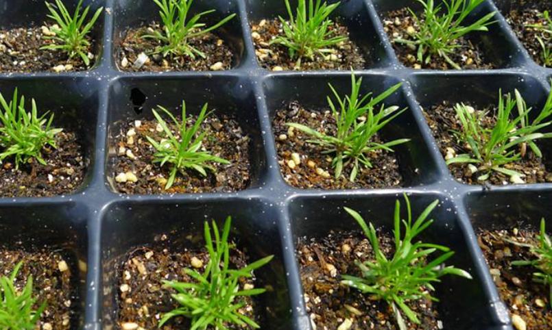 春种什么季节播种,春季播种的正确方法